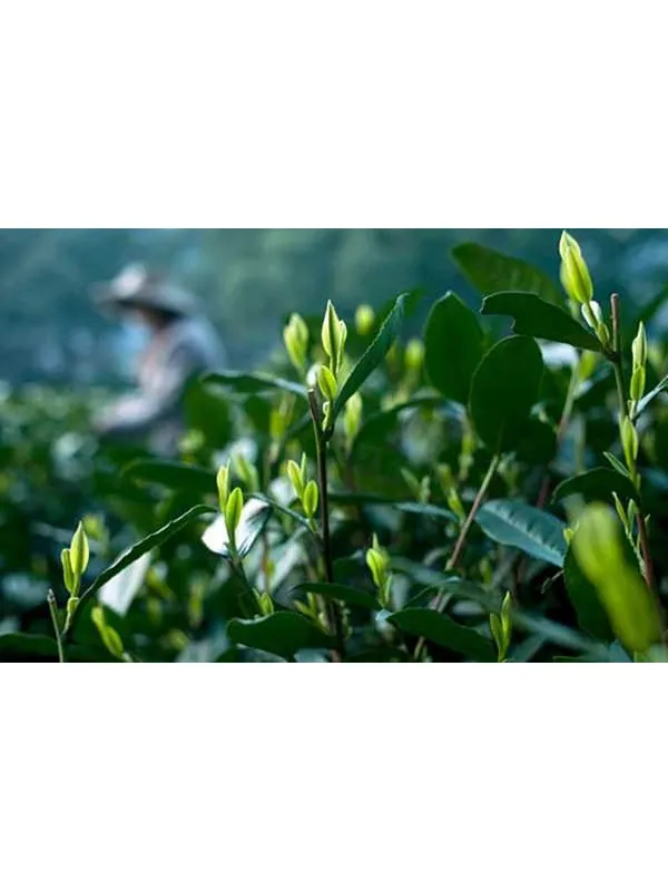 食物：祁门红茶